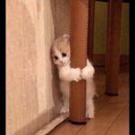 【面白い動画】最高におもしろ 猫のハプニング, 失敗動画集・かわいい猫 #7