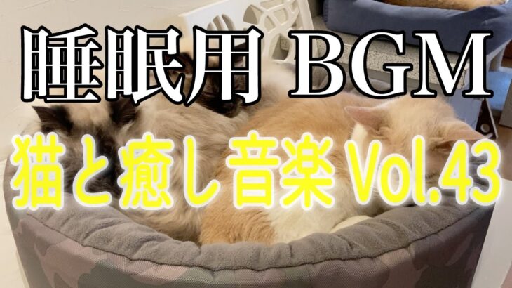 【睡眠用BGM音小さめ】猫と癒し音楽Vol.43