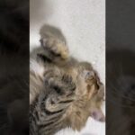 ゴロゴロごろごろ音癒しの猫😀CatVlog479