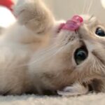 おかしい猫 – かわいい猫 – おもしろ猫動画 HD #267