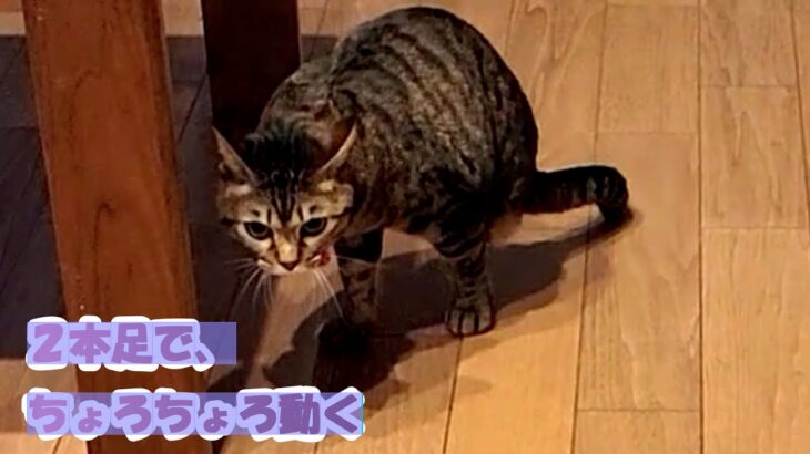 よく動きまわる、あいちゃん。【２本足の癒し猫 あいちゃん】No.437