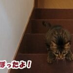 【祝】ついに階段制覇！！【２本足の癒し猫 あいちゃん】No.438