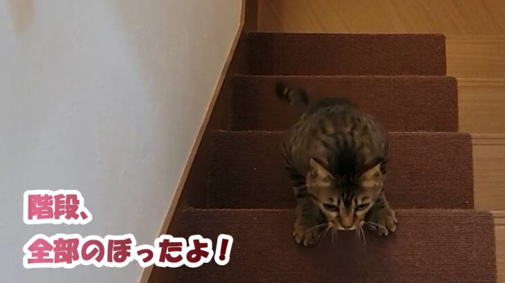 【祝】ついに階段制覇！！【２本足の癒し猫 あいちゃん】No.438
