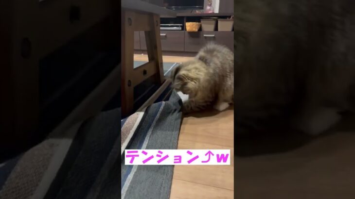 【猫動画】暇を持て余す子猫のひとり遊びがかわいいｗ＃Shorts