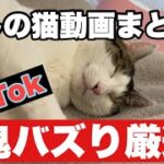 【TikTokで鬼バズり！癒しの猫動画まとめ！】#猫 #ねこ #猫動画#ハチワレ