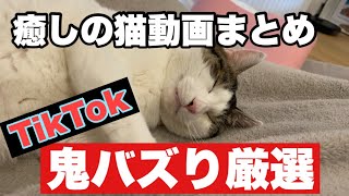 【TikTokで鬼バズり！癒しの猫動画まとめ！】#猫 #ねこ #猫動画#ハチワレ