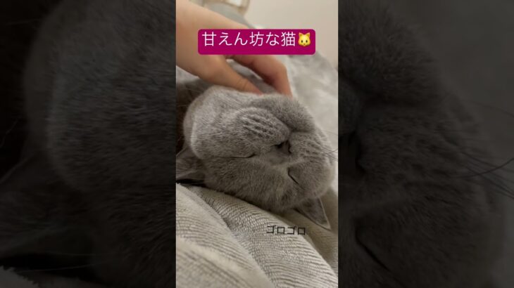 甘えん坊な眠い猫🐱#britishshorthair #bsh #cat #cutecat #かわいい #ねこ #ブリショー #ブリティッシュショートヘア #猫 #癒し #ごろごろ #ゴロゴロ音