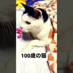 #ねこ#cat #catlover #cats #ねこのいる生活 #猫 #癒し #shorts