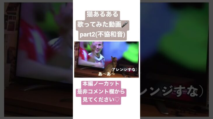 歌ってみた動画part2～ネコはテレビが好き(比較的)～不協和音#shorts #猫おもしろ #猫動画 #猫あるある #猫人気