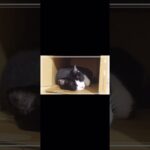 眠りたい人の為の癒し睡眠動画あげました  #short  #猫動画 #睡眠用bgm