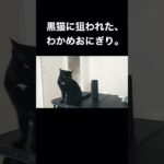 わかめおにぎりを狙う黒猫。たなかとおにぎり#猫 #かわいい猫 #保護猫 #かわいい #黒猫 #shorts #ねこ #ねこのいる生活