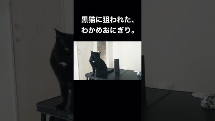 わかめおにぎりを狙う黒猫。たなかとおにぎり#猫 #かわいい猫 #保護猫 #かわいい #黒猫 #shorts #ねこ #ねこのいる生活