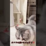 衝撃！猫がオナラを臭うと#shorts #ねこおもしろ#ねこ動画