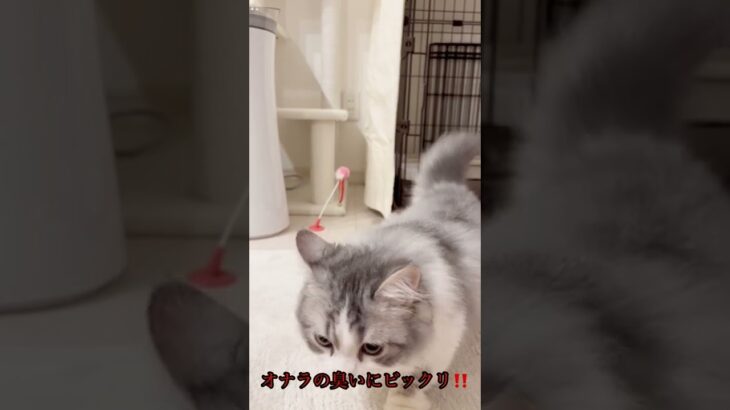 衝撃！猫がオナラを臭うと#shorts #ねこおもしろ#ねこ動画