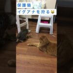 保護猫イグアナを狩る😺かわいい猫癒し動画#shorts