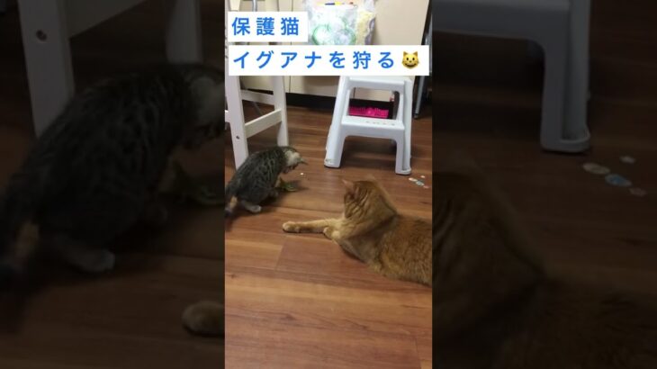 保護猫イグアナを狩る😺かわいい猫癒し動画#shorts