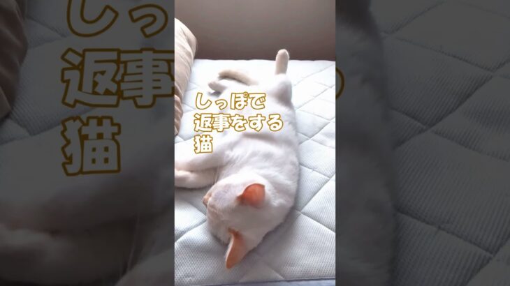 しっぽで返事をする猫　猫動画　#shorts