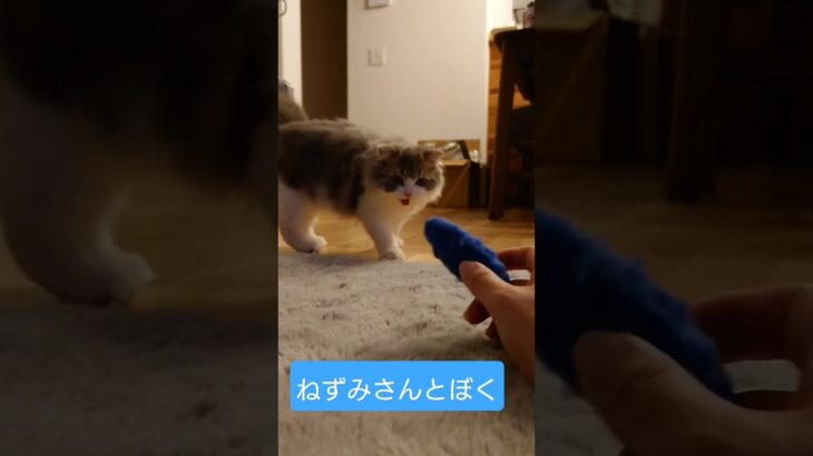 【子猫】ねずみさんと遊ばせたいのにカメラが気になる🐾#shorts #cat