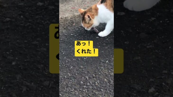 熱海　釣り　猫　　　　　　　　　　#shorts #ねこ #fishing #japan ＃猫動画#おすすめ #おもしろ #熱海港#魚釣り