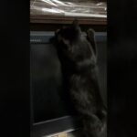 【元保護猫】思わぬハプニング！無事で良かった^_^