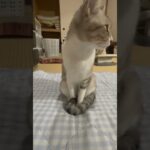 姿勢正しく飼い主を待ってくれる猫がかわいい