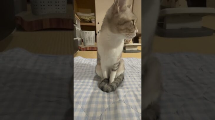 姿勢正しく飼い主を待ってくれる猫がかわいい