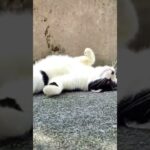 子猫の親分　陽気にサンバ・デ・ジャネイロ