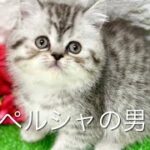 ミックス猫・ブリペルシャの子猫　（和歌山）