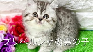 ミックス猫・ブリペルシャの子猫　（和歌山）