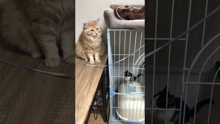 保護したばかりの隔離した子猫の側を離れない先住猫