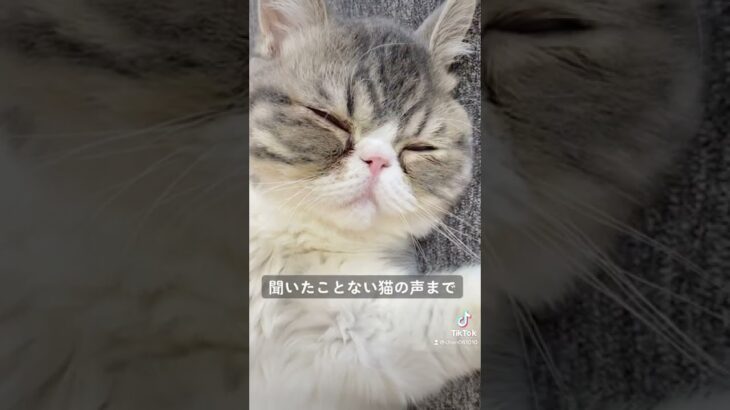 【音あり推奨】子猫が転がってたのでなでてみたらめちゃカワな声が聞けた #エキゾチックショートヘア #猫 #猫のいる暮らし