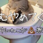 【ハプニング】頼むやめてくれ。配信中に猫がう○こすり歩く。-原神