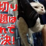 【癒し猫動画】猫が大人しくなると話題のハンモックで爪切りしたらまさかの展開にぃ