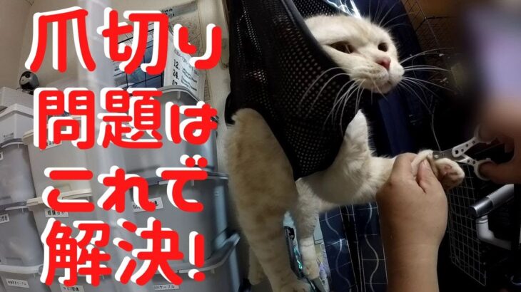 【癒し猫動画】猫が大人しくなると話題のハンモックで爪切りしたらまさかの展開にぃ