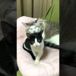 子猫と先住猫が仲良しすぎてほっこり♡