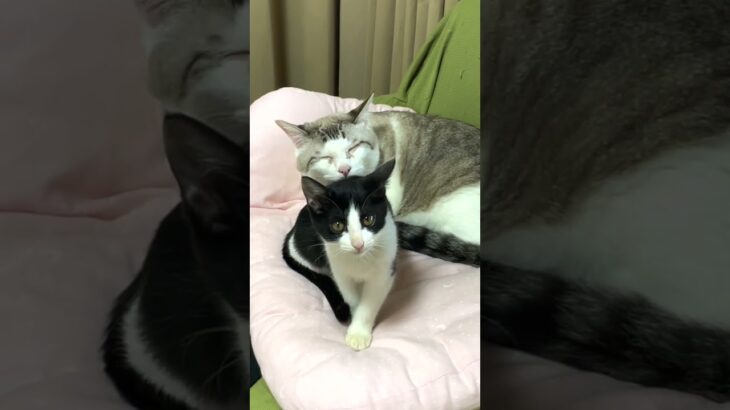 子猫と先住猫が仲良しすぎてほっこり♡