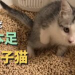 右手のない子猫にトイレよう階段を作成しました。コロちゃん喜ぶかな？