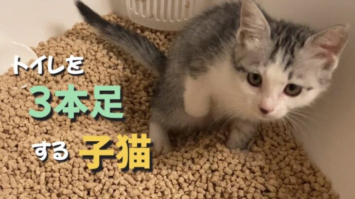 右手のない子猫にトイレよう階段を作成しました。コロちゃん喜ぶかな？