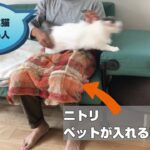 【癒し】猫をひざ掛けに入れたい人と、入りたくない猫