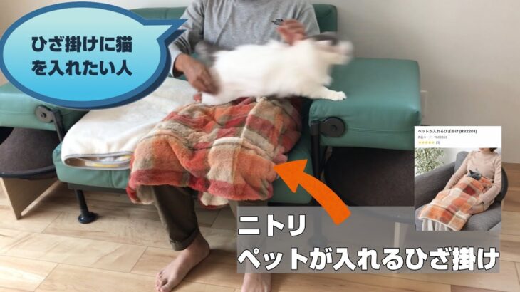 【癒し】猫をひざ掛けに入れたい人と、入りたくない猫