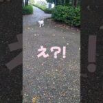 きれいな白い子猫さんと思ったら…!