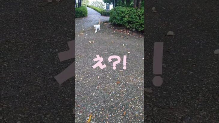 きれいな白い子猫さんと思ったら…!