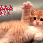 【猫癒し】子猫にちょっかい出したら反応がいちいちかわいい！最後は勢い余って…笑