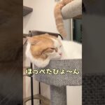 可愛い顔出しさん💞からのほっぺたびょ〜んww #shorts#猫動画#可愛い猫#癒し猫 #猫多頭飼い #ねこのいる生活