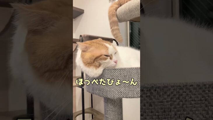 可愛い顔出しさん💞からのほっぺたびょ〜んww #shorts#猫動画#可愛い猫#癒し猫 #猫多頭飼い #ねこのいる生活