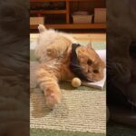 [おもしろ動画]猫のこんな姿見たことない！www#shorts #cat #猫 #ラガマフィン