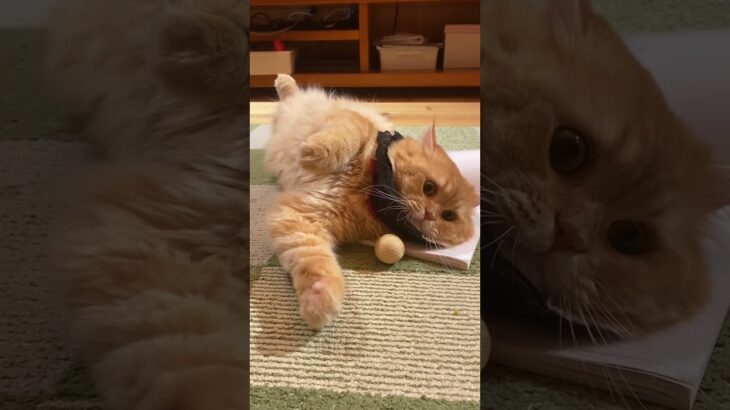 [おもしろ動画]猫のこんな姿見たことない！www#shorts #cat #猫 #ラガマフィン