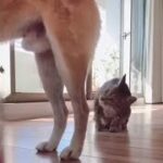 「絶対笑う」最高におもしろ 猫のハプニング, 失敗動画集・かわいい猫 #14