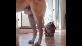 「絶対笑う」最高におもしろ 猫のハプニング, 失敗動画集・かわいい猫 #14