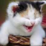 2020年「絶対に笑う」最も面白い猫のハプニング、失敗の画像